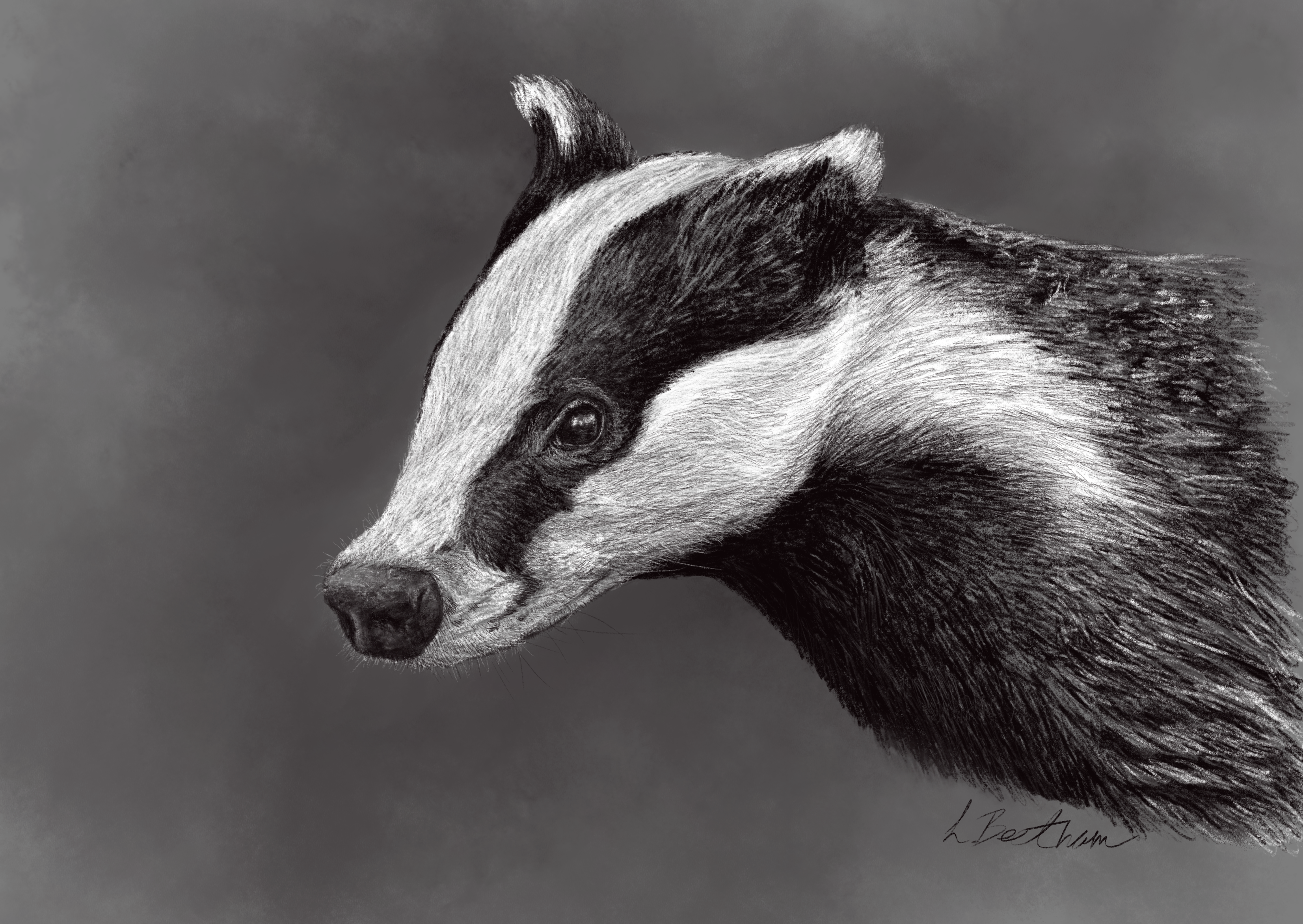 Completed Artwork European Badger (Meles Meles) (1)
